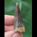 3,7 cm dunkler Zahn des Mosasaurus 