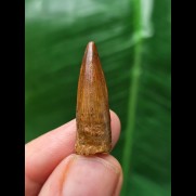 2,8 cm spitzer rotbrauner Zahn des Spinosaurus