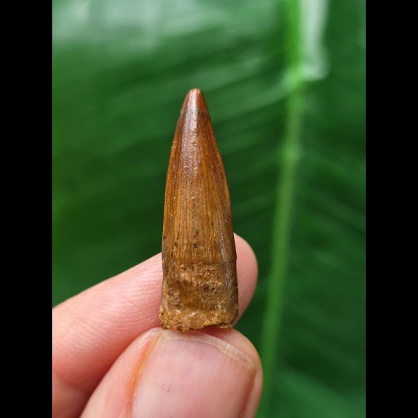 2,8 cm spitzer rotbrauner Zahn des Spinosaurus