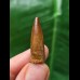 2,8 cm spitzer rotbrauner Zahn des Spinosaurus