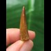 2,8 cm spitzer rotbrauner Zahn des Spinosaurus