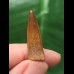 2,8 cm spitzer rotbrauner Zahn des Spinosaurus
