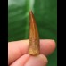 2,8 cm spitzer rotbrauner Zahn des Spinosaurus