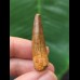 3,9 cm breiter Zahn des Spinosaurus