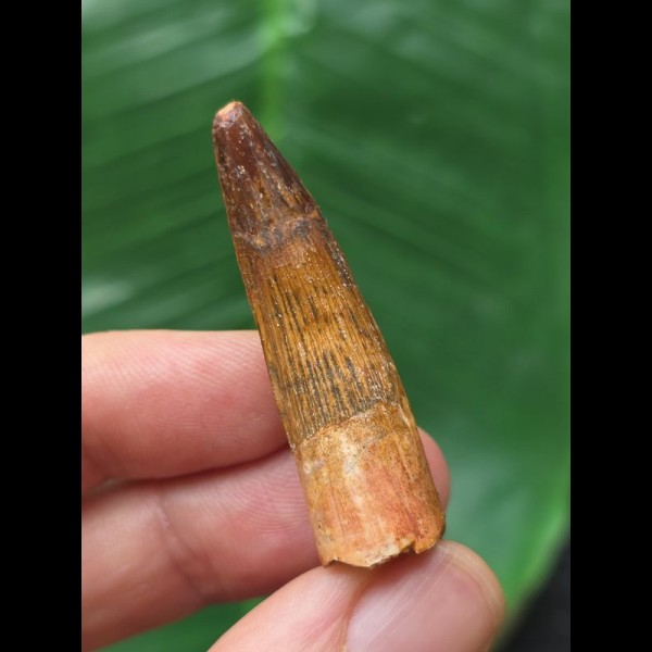 4.3 cm beautiful tooth of Spinosaurus