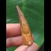 4.3 cm beautiful tooth of Spinosaurus