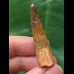 4.3 cm beautiful tooth of Spinosaurus