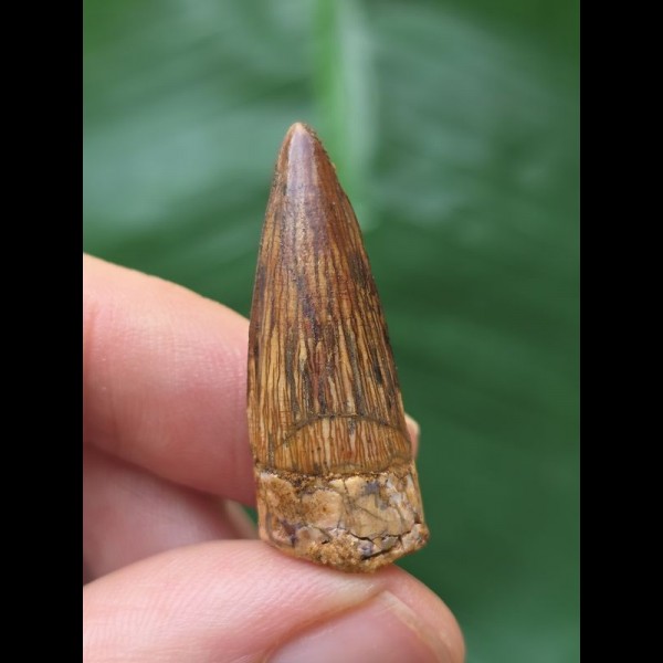 3,2 cm schöner Zahn des Spinosaurus 3,2 cm schöner Zahn des Spinosaurus