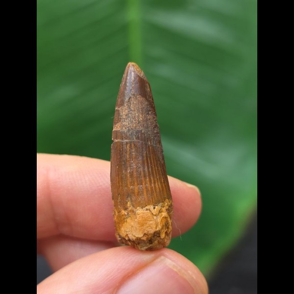 3,1 cm dunkler Zahn des Spinosaurus 3,1 cm dunkler Zahn des Spinosaurus