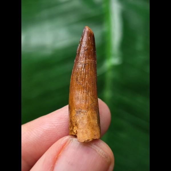 2,9 cm rotbrauner Zahn des Spinosaurus