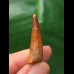 2,9 cm rotbrauner Zahn des Spinosaurus