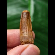 2.8 cm tooth of Spinosaurus