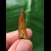 2.7 cm reddish-brown tooth of Spinosaurus 2.7 cm reddish-brown tooth of Spinosaurus