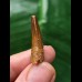 2.7 cm reddish-brown tooth of Spinosaurus 2.7 cm reddish-brown tooth of Spinosaurus