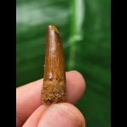 2.7 cm reddish-brown tooth of Spinosaurus