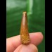 2.7 cm reddish-brown tooth of Spinosaurus 2.7 cm reddish-brown tooth of Spinosaurus