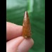 2,0 cm gebogener Zahn des Spinosaurus