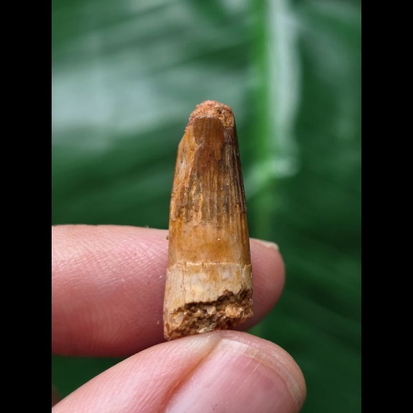 2,2 cm heller Zahn des Spinosaurus 2,2 cm heller Zahn des Spinosaurus