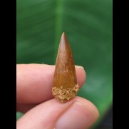 2,3 cm spitzer Zahn des Spinosaurus