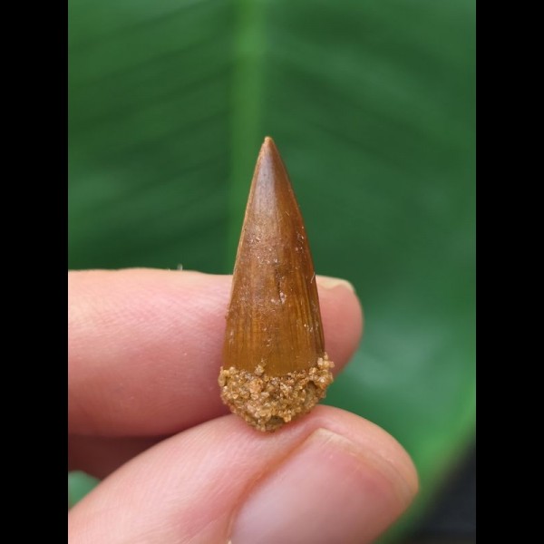 2,3 cm spitzer Zahn des Spinosaurus 2,3 cm spitzer Zahn des Spinosaurus