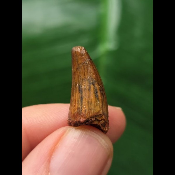 2,1 cm brauner Zahn des Spinosaurus 2,1 cm brauner Zahn des Spinosaurus