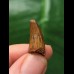 2,1 cm brauner Zahn des Spinosaurus 2,1 cm brauner Zahn des Spinosaurus