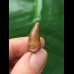 2,1 cm brauner Zahn des Spinosaurus 2,1 cm brauner Zahn des Spinosaurus
