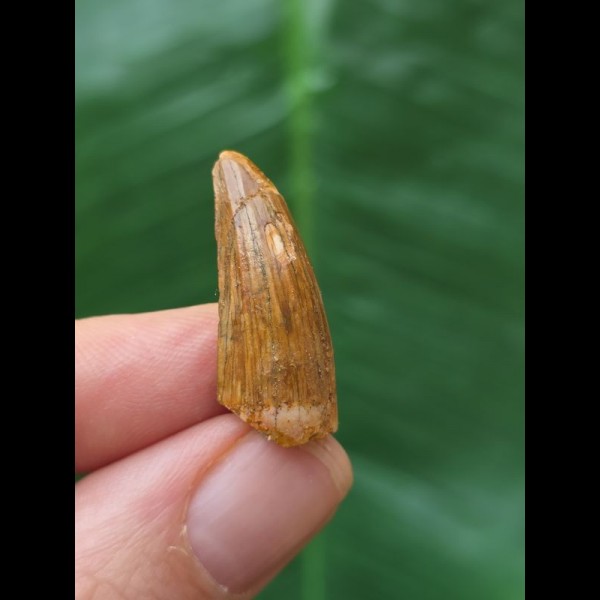 2.5 cm light tooth of Spinosaurus 2.5 cm light tooth of Spinosaurus