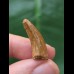 2.5 cm light tooth of Spinosaurus 2.5 cm light tooth of Spinosaurus