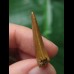 3,0 cm heller spitzer Zahn des Carcharodontosaurus