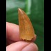 3,0 cm heller spitzer Zahn des Carcharodontosaurus