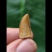 1,8 cm Deltadromeus Zahn