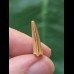 1,8 cm Deltadromeus Zahn