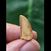 1,8 cm Deltadromeus Zahn