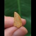 1,6 cm Deltadromeus Zahn