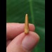 1,6 cm Deltadromeus Zahn