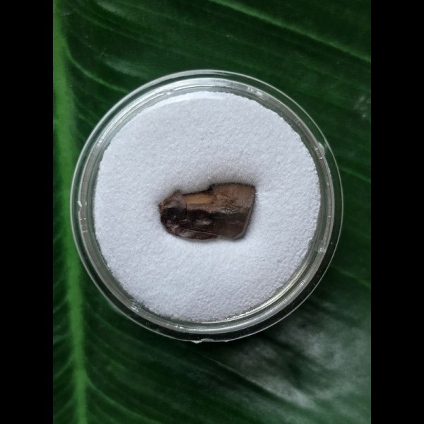 1,1 cm Triceratops Zahn Fragment