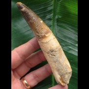 11,5 cm schöner Zahn des Spinosaurus aegyptiacus