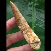 9,4 cm schmaler heller Zahn des Spinosaurus