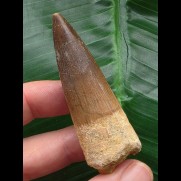 6,1 cm schön erhaltener breiter Zahn des Spinosaurus