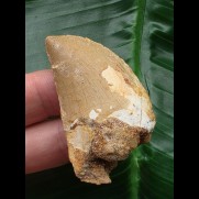 4,7 cm heller Zahn des Carcharodontosaurus