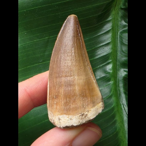 4,9 cm schön erhaltener Zahn des Mosasaurus 4,9 cm schön erhaltener Zahn des Mosasaurus