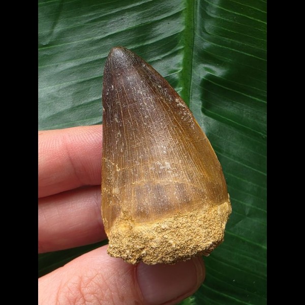 4,9 cm dunkler Zahn des Mosasaurus 4,9 cm dunkler Zahn des Mosasaurus