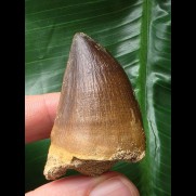 4,6 cm breiter Zahn des Mosasaurus