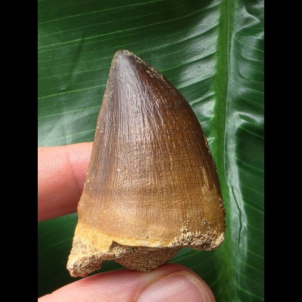 4,6 cm breiter Zahn des Mosasaurus 4,6 cm breiter Zahn des Mosasaurus