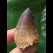 4,3 cm dunkler Zahn des Mosasaurus