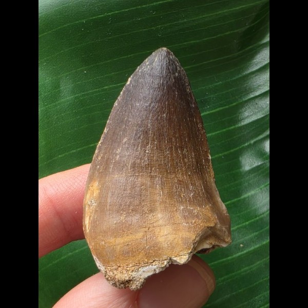 4,3 cm dunkler Zahn des Mosasaurus 4,3 cm dunkler Zahn des Mosasaurus