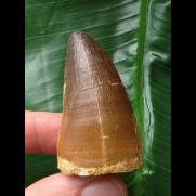 5,0 cm brauner Zahn des Mosasaurus