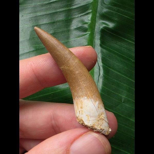 3,3 cm heller Zahn des Zarafasaurus (Plesiosaurier) 3,3 cm heller Zahn des Zarafasaurus (Plesiosaurier)