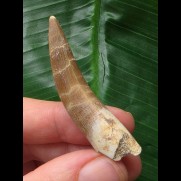 5,2 cm gebogener Zahn des Zarafasaurus (Plesiosaurier)